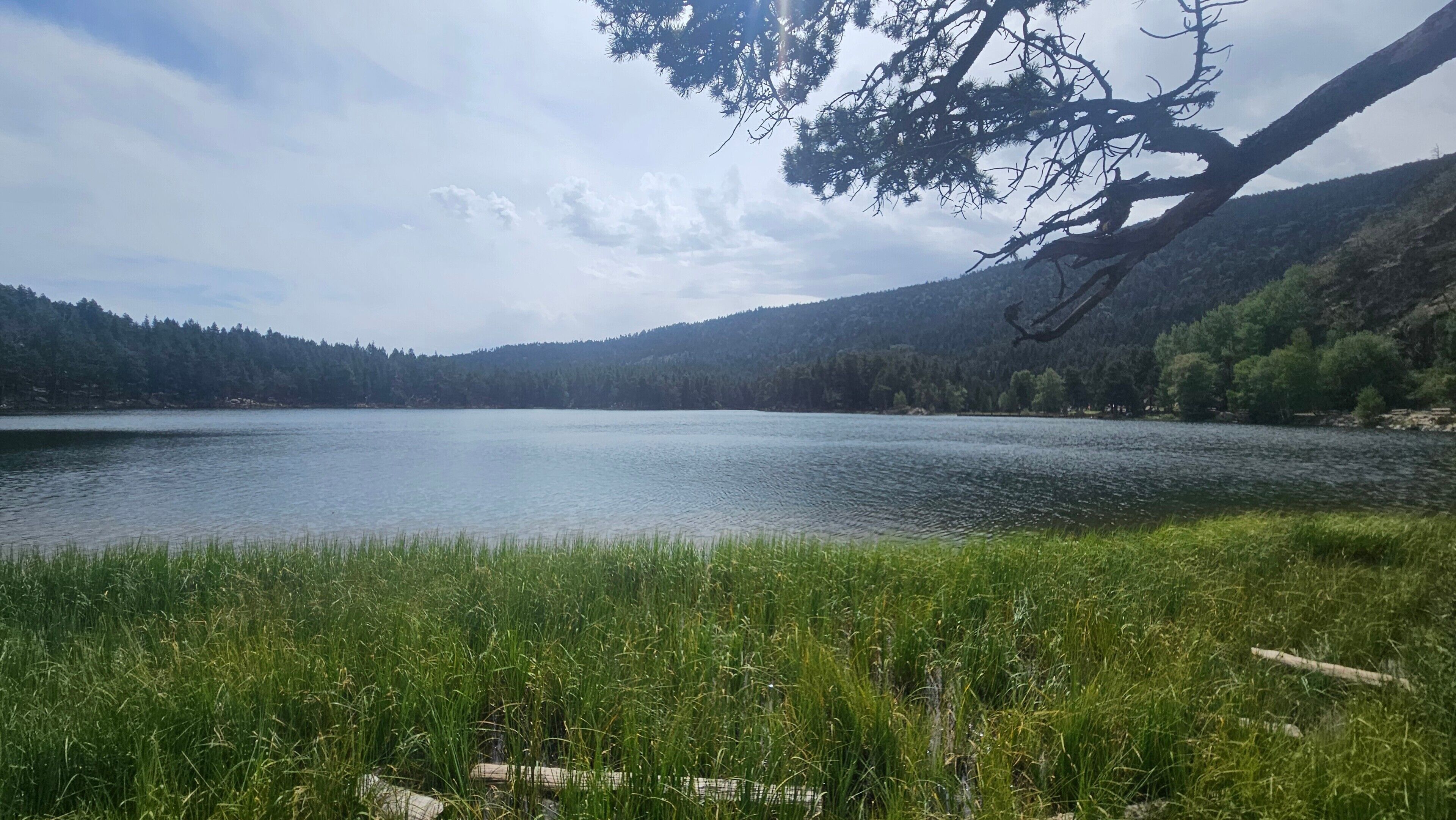 A lake surrounded by forested hills, with a grassy foreground and a prominent tree branch extending over the water.