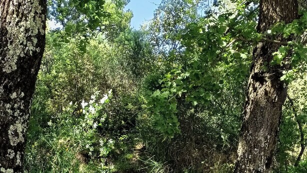 Ein Kiesweg führt durch ein bewaldetes Gebiet mit Bäumen und viel Grün.