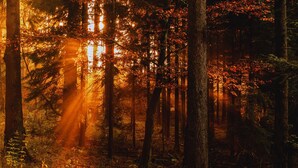 A forest with sunlight filtering through the trees. - Forestum - Black Forest Luxury Apartments - Apartment Auerhahn with sauna (Sankt Blasien)