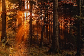 A forest with sunlight filtering through the trees. - Forestum - Black Forest Luxury Apartments - Apartment Auerhahn with sauna (Sankt Blasien)
