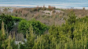 Eine Küstenlandschaft mit Dünen, Vegetation und einem Strand.
