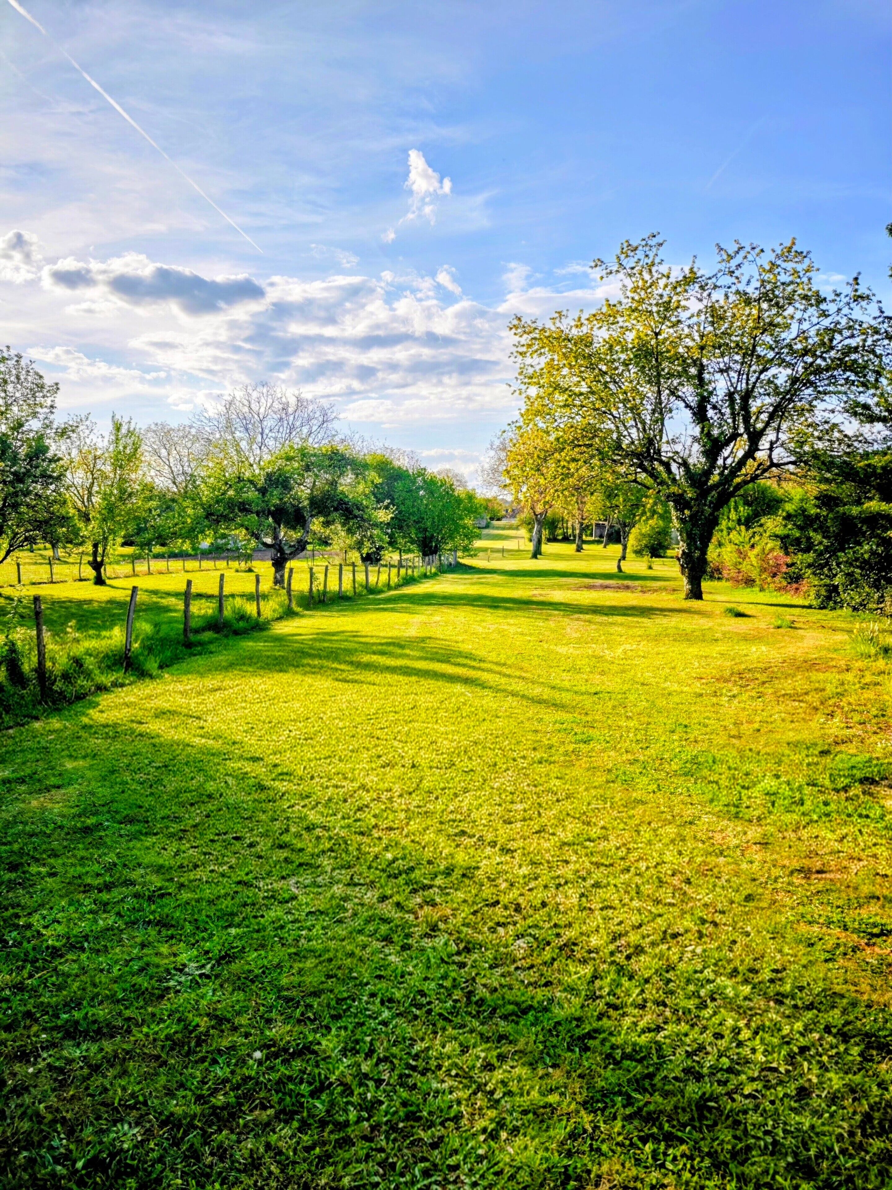 Un sentier bordé d’herbe qui traverse un parc, avec des arbres et un ciel dégagé.
