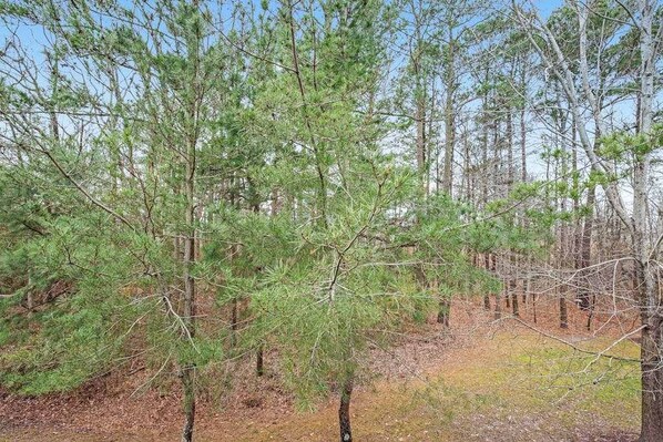 A forested area with tall pine trees and a clear sky. - Two-story beach gem with wraparound screened porch, pool, sauna & gym (Bethany Beach)