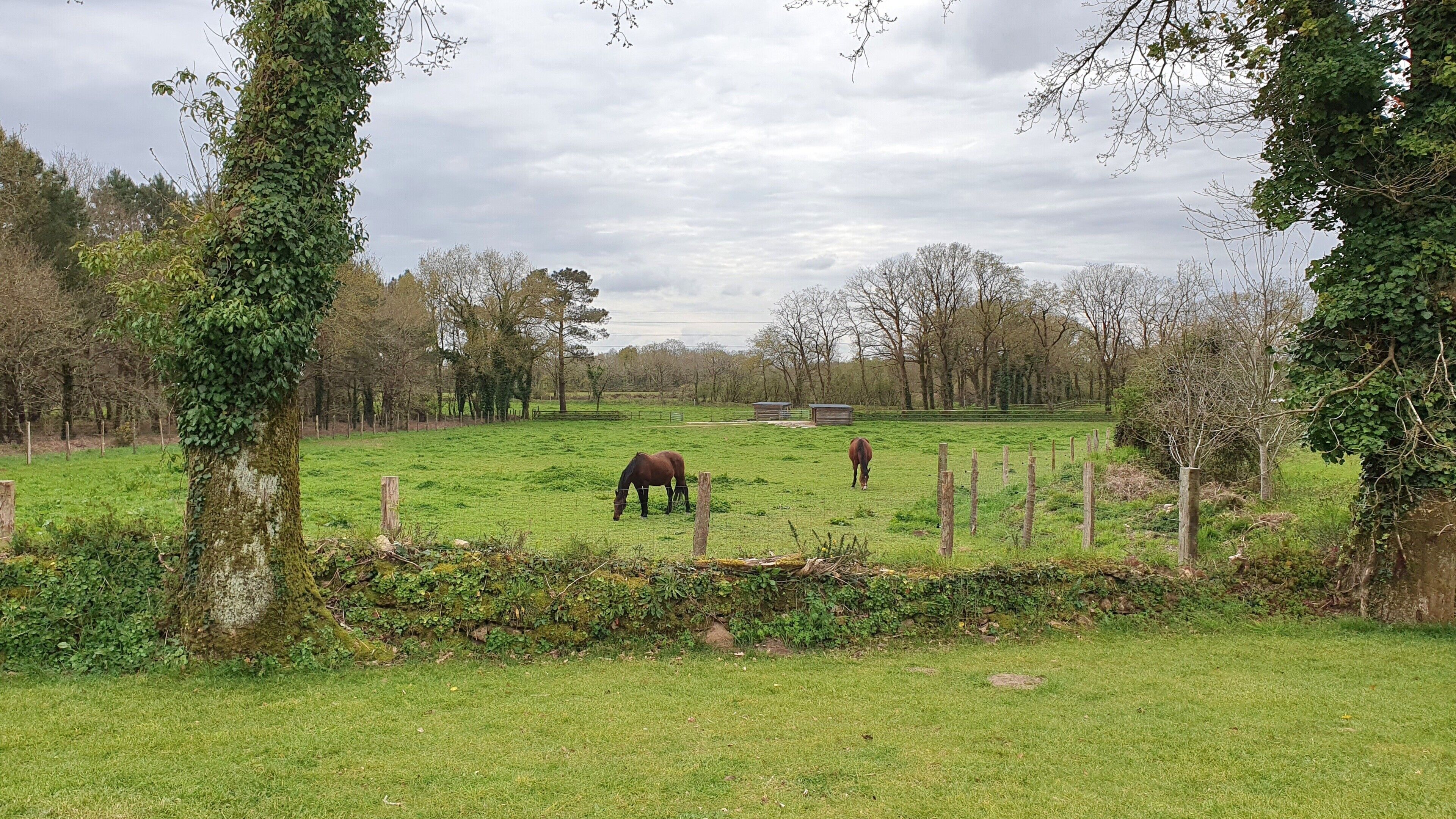 A rural landscape with a fenced field, trees, and a building in the distance.