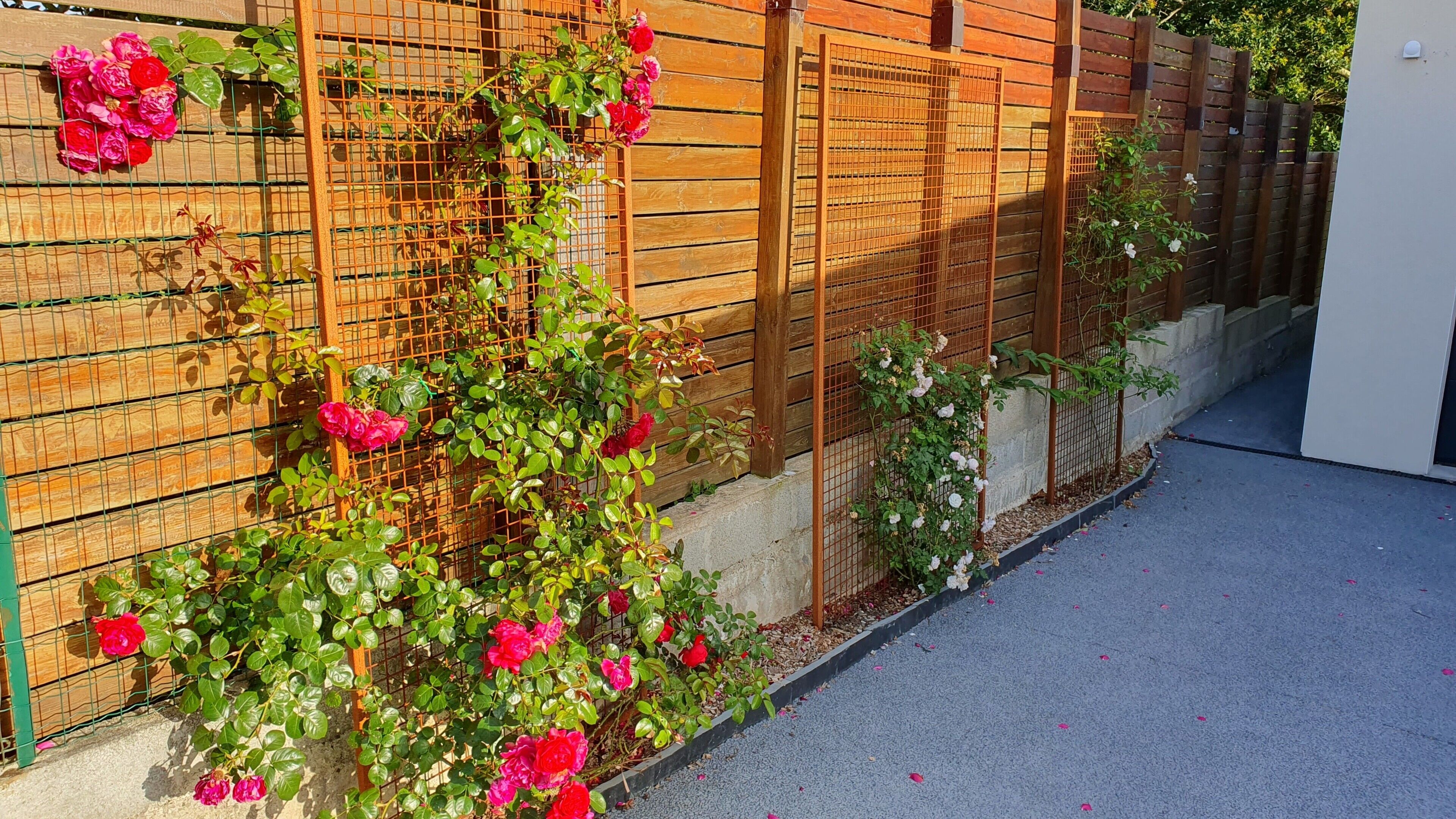 A garden with a wooden fence, climbing plants, and a paved walkway.