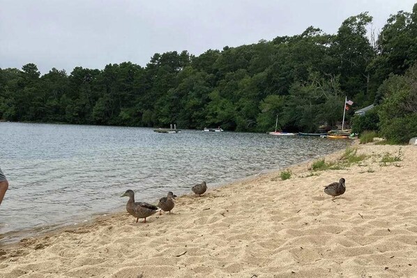 Beach nearby - Cozy family retreat with kayaks, board games, AC, and beach access (Brewster)