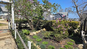A garden with various plants and a wooden fence.