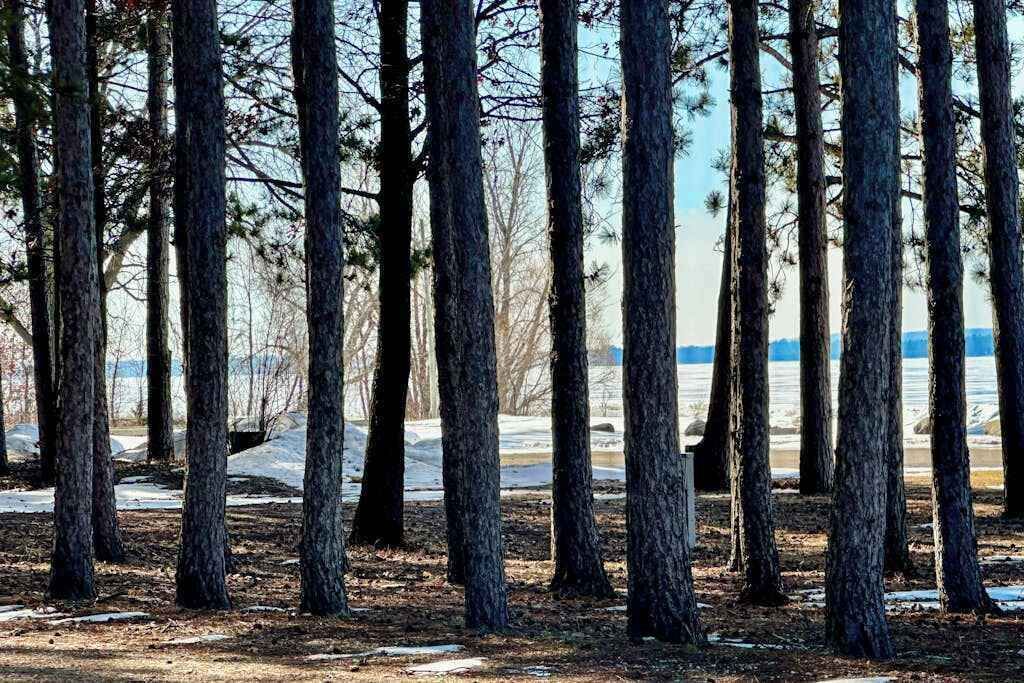 A forested area with tall trees and a body of water in the background.
