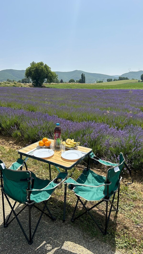 A picnic setup with a table and chairs in a field of lavender.