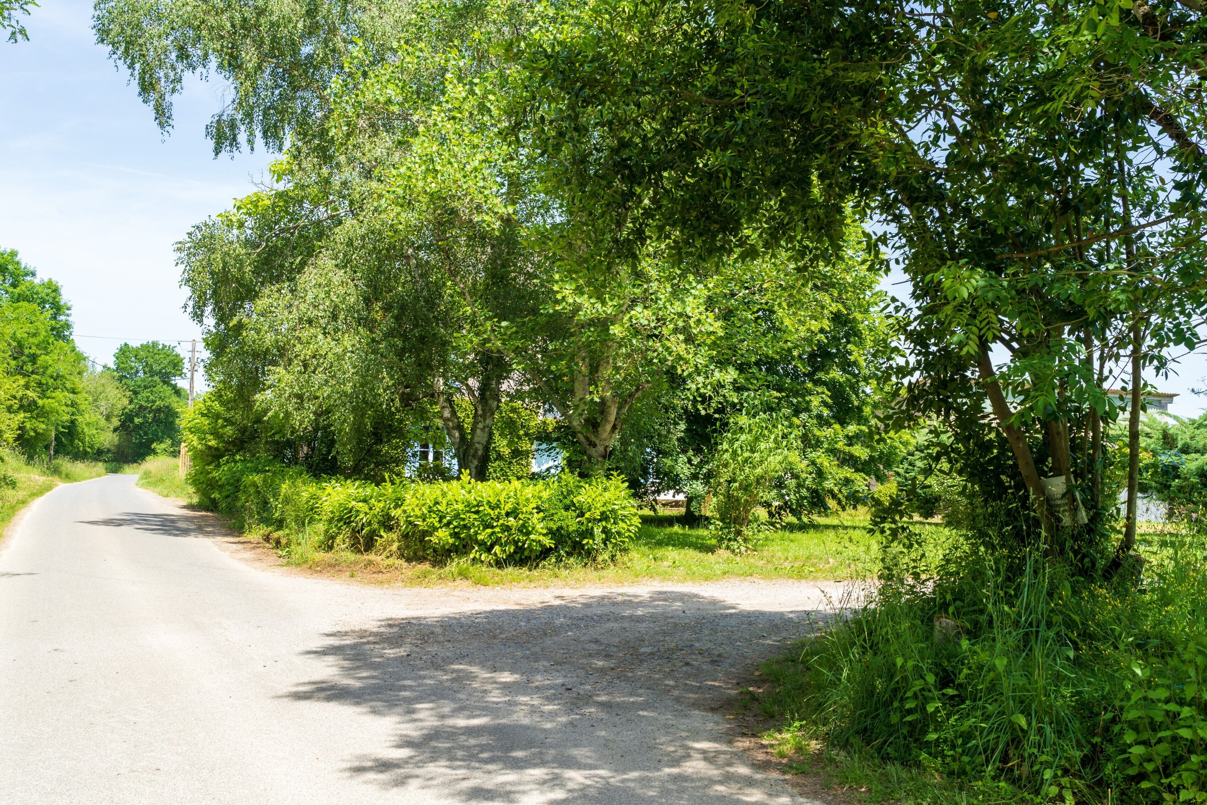 A rural road flanked by dense greenery and trees.