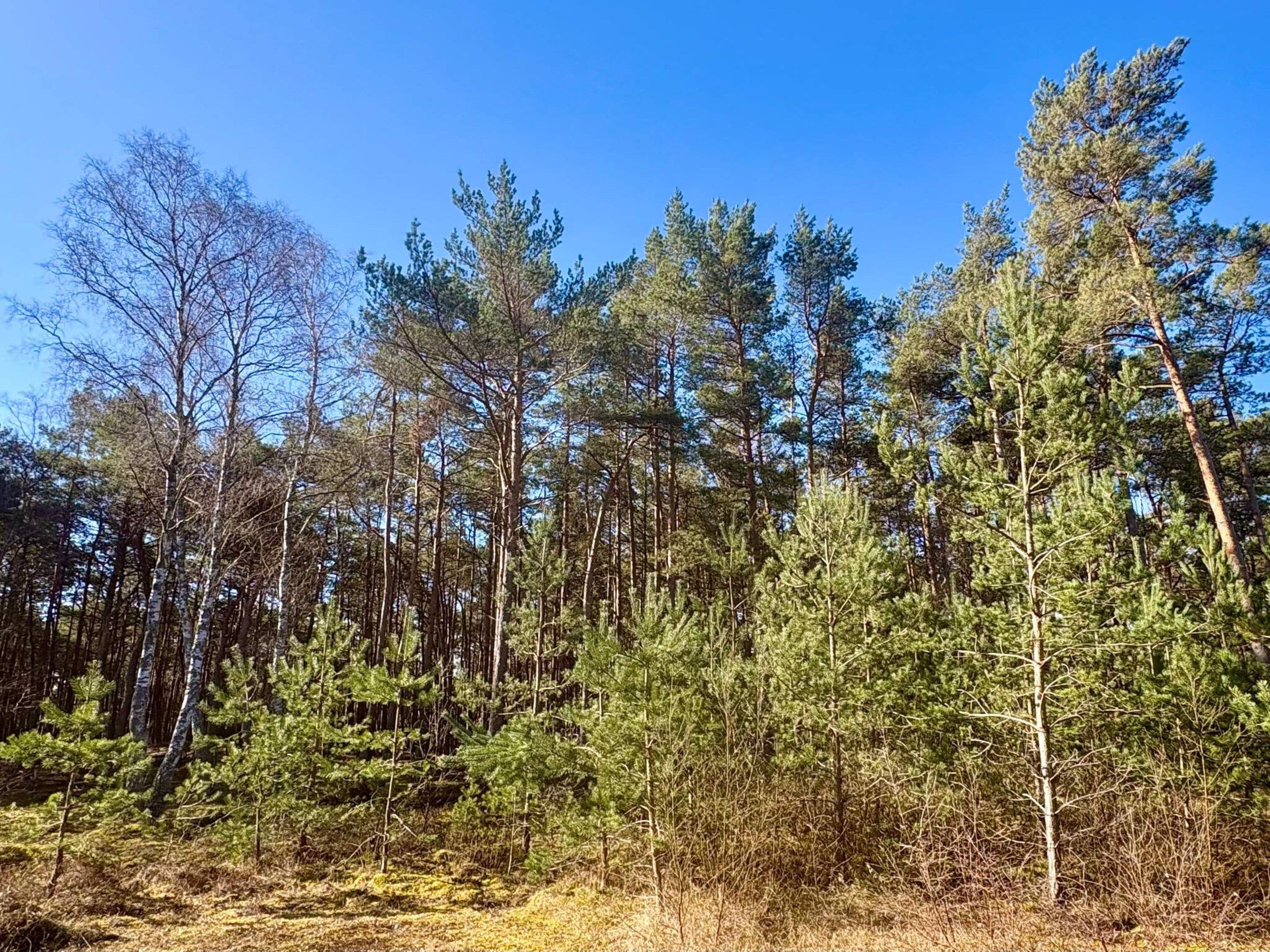Une forêt dense, avec de grands arbres et un ciel bleu clair.