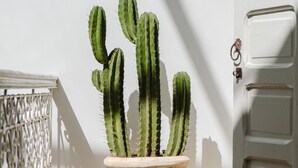 A potted cactus plant on a balcony with a white door and railing in the background. - Riad Sultanes-Peaceful haven with private Jacuzzi (Marrakech)