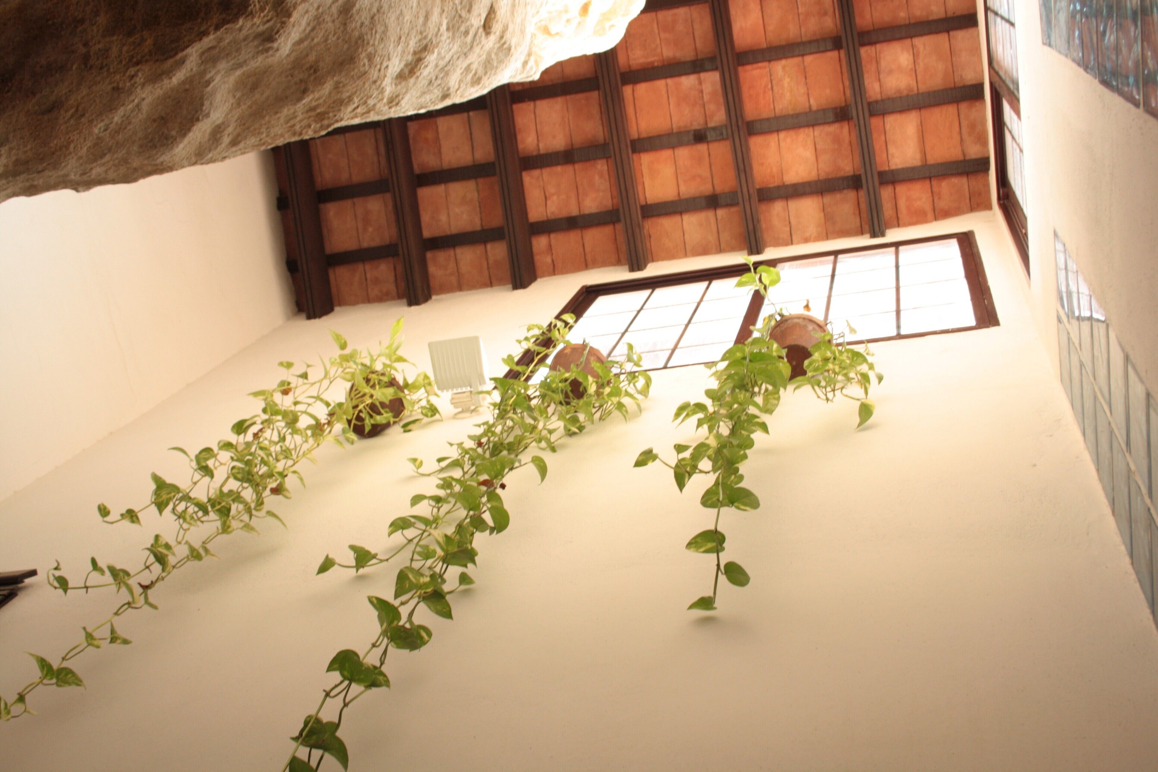 A room with a high ceiling, wooden beams, a window, and green plants on the wall.