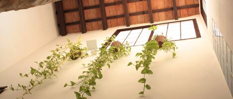 A room with a high ceiling, wooden beams, a window, and green plants on the wall.