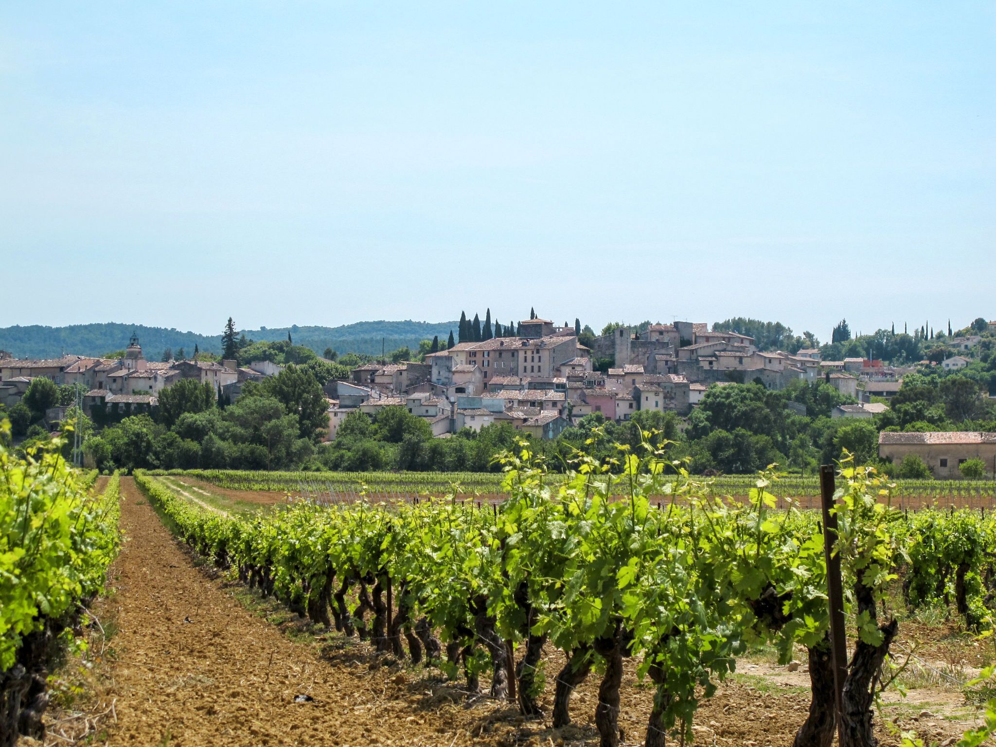 Ein Weinberg mit Rebenreihen und einer Stadt im Hintergrund.