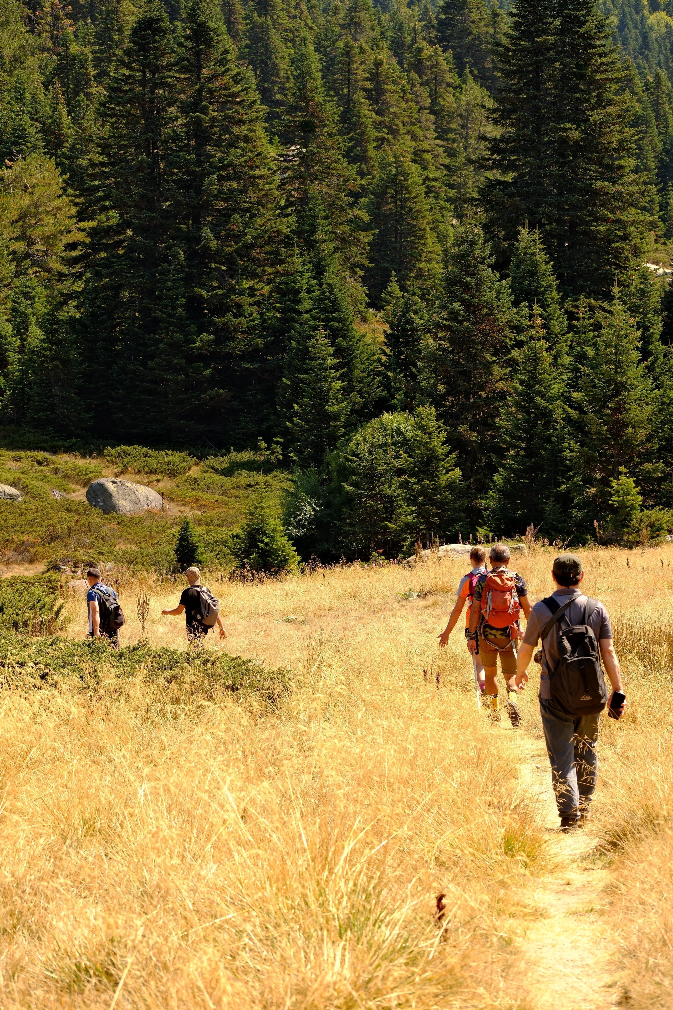 Un gruppo di escursionisti su un sentiero, circondati da erba secca e fitta foresta.