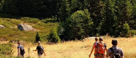 Un grupo de excursionistas en un sendero rodeado de hierba seca y bosque denso.