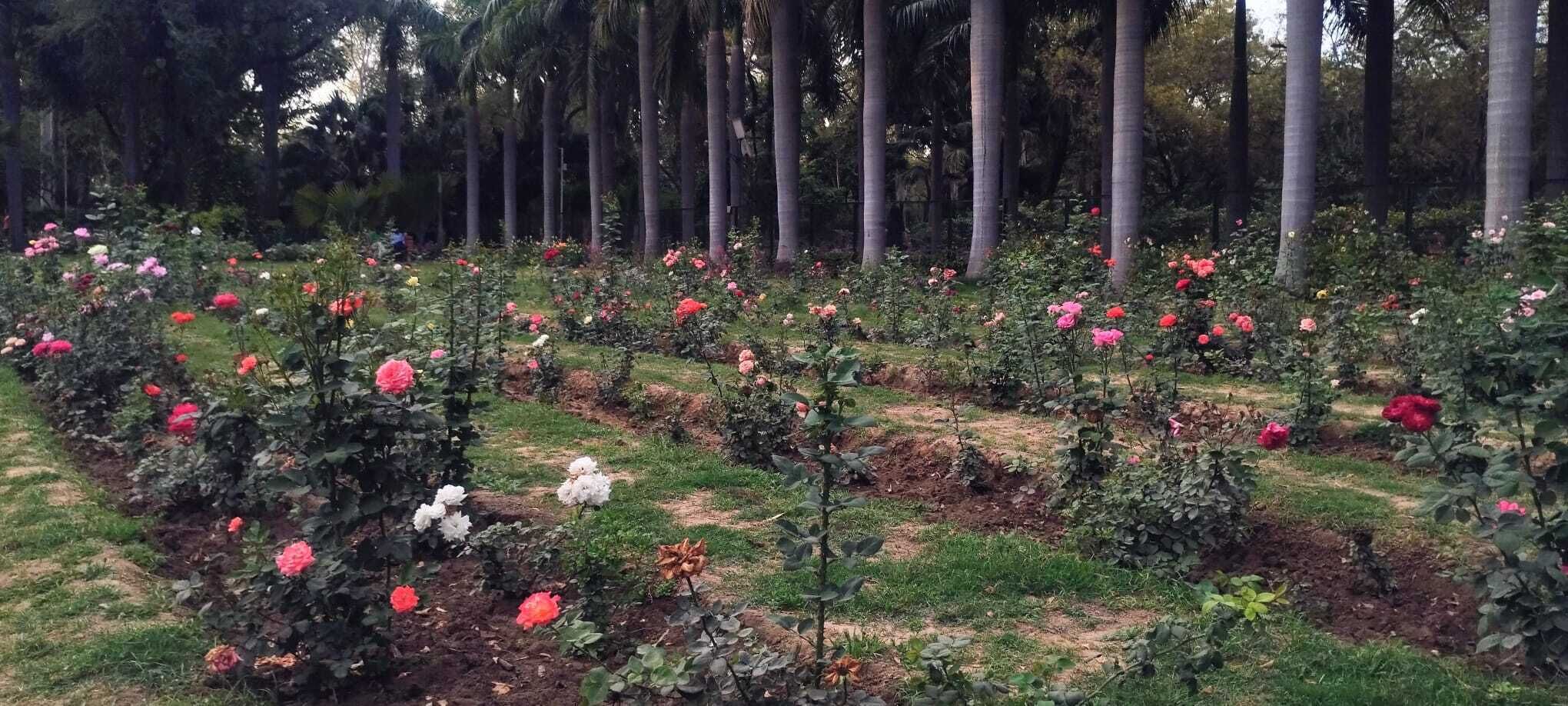 園景