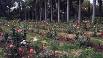 Vista al jardín