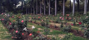 Vistas al jardín
