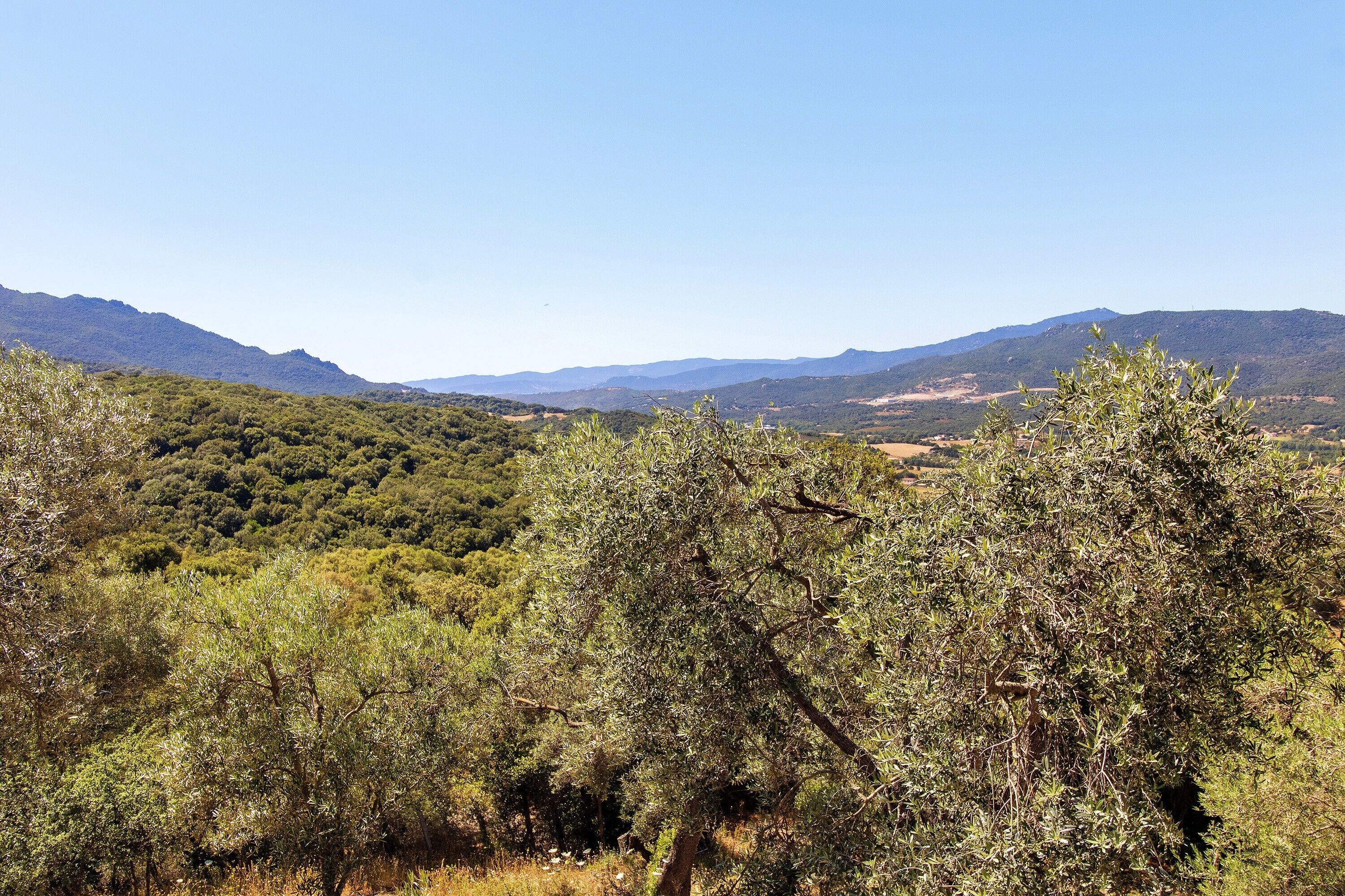 Un paysage composé d’oliviers et de montagnes lointaines.
