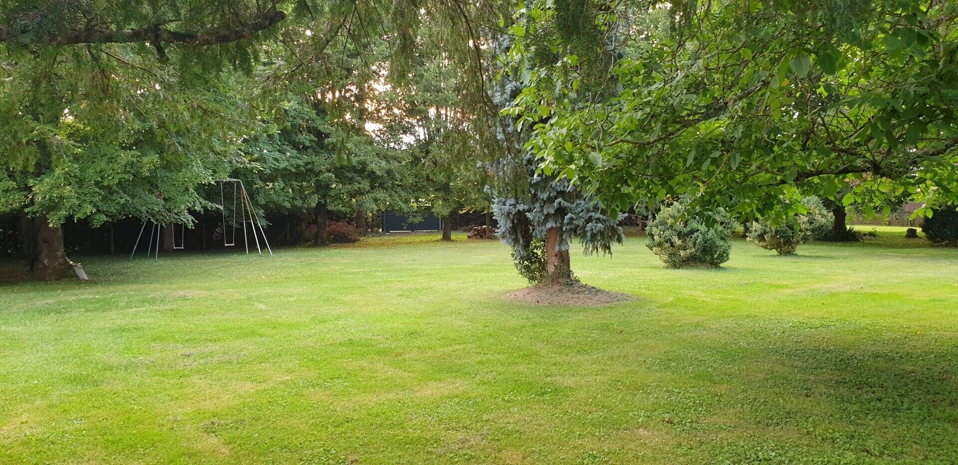 Ein gepflegter Rasen mit Baum, Schaukel und einem kleinen Busch.
