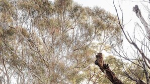 A house with a white exterior, surrounded by a wooden fence, and large trees in the background. - Scribbly Gums Berrara (Berrara)