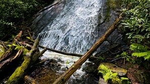 Ein Wasserfall in bewaldeter Landschaft mit üppiger Vegetation und einem umgestürzten Baumstamm im Vordergrund.