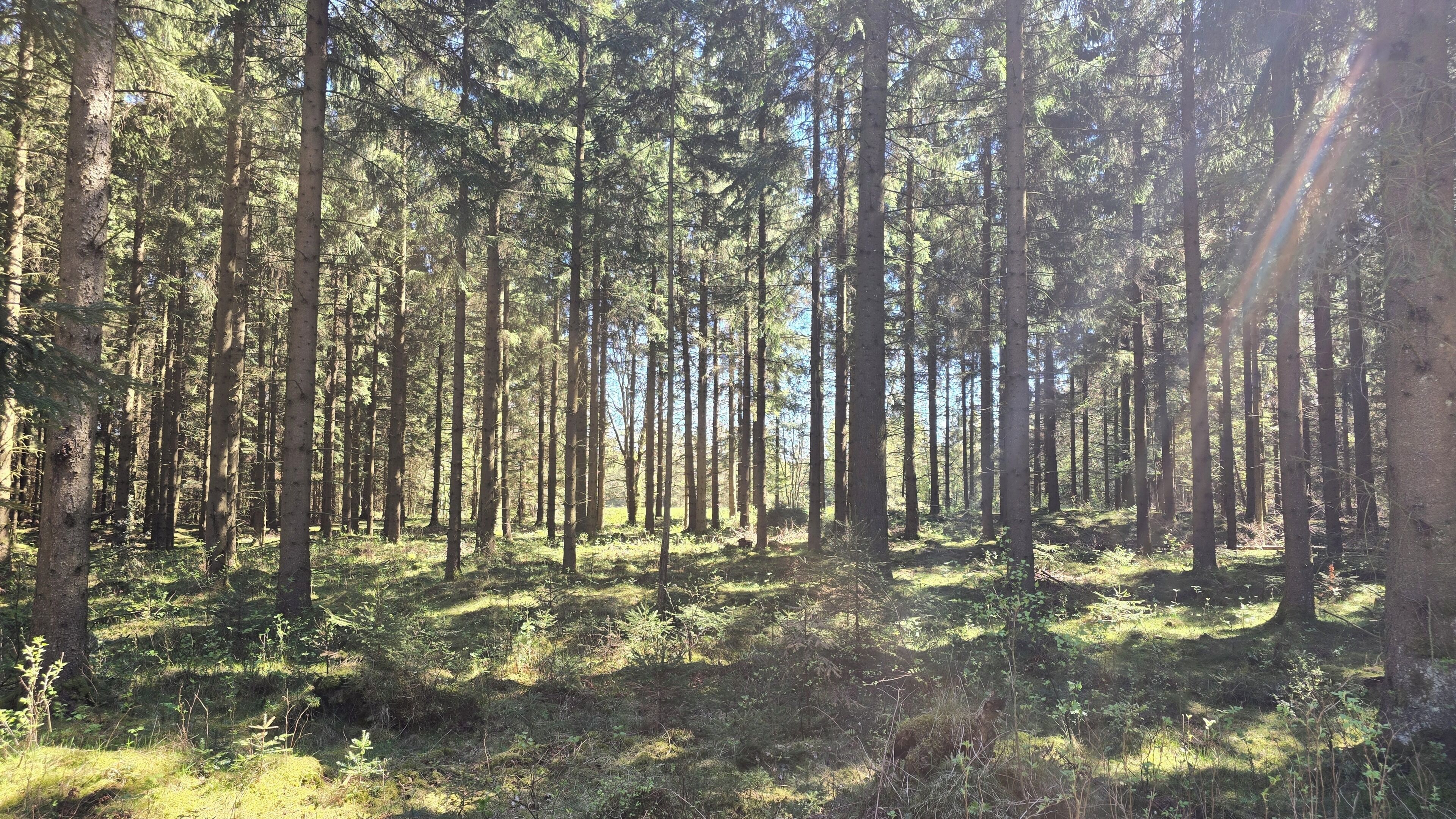A dense forest with tall trees and sunlight filtering through the canopy.