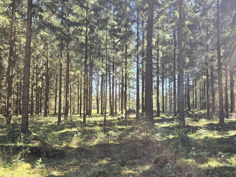 A dense forest with tall trees and sunlight filtering through the canopy.
