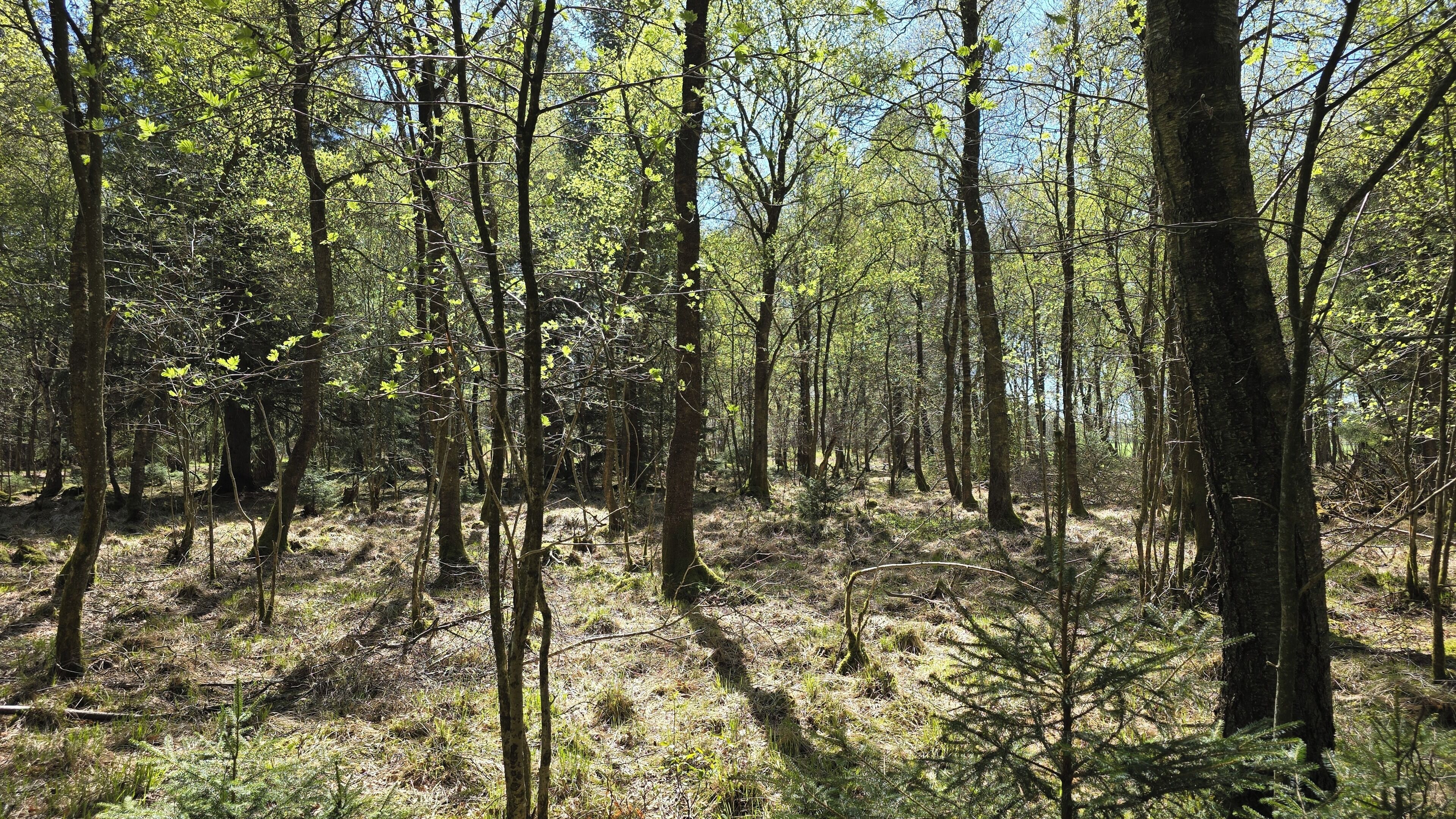 A forest with tall trees and a ground covered in dry leaves and twigs.