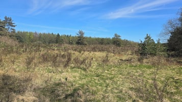 A natural landscape with a grassy field and trees.