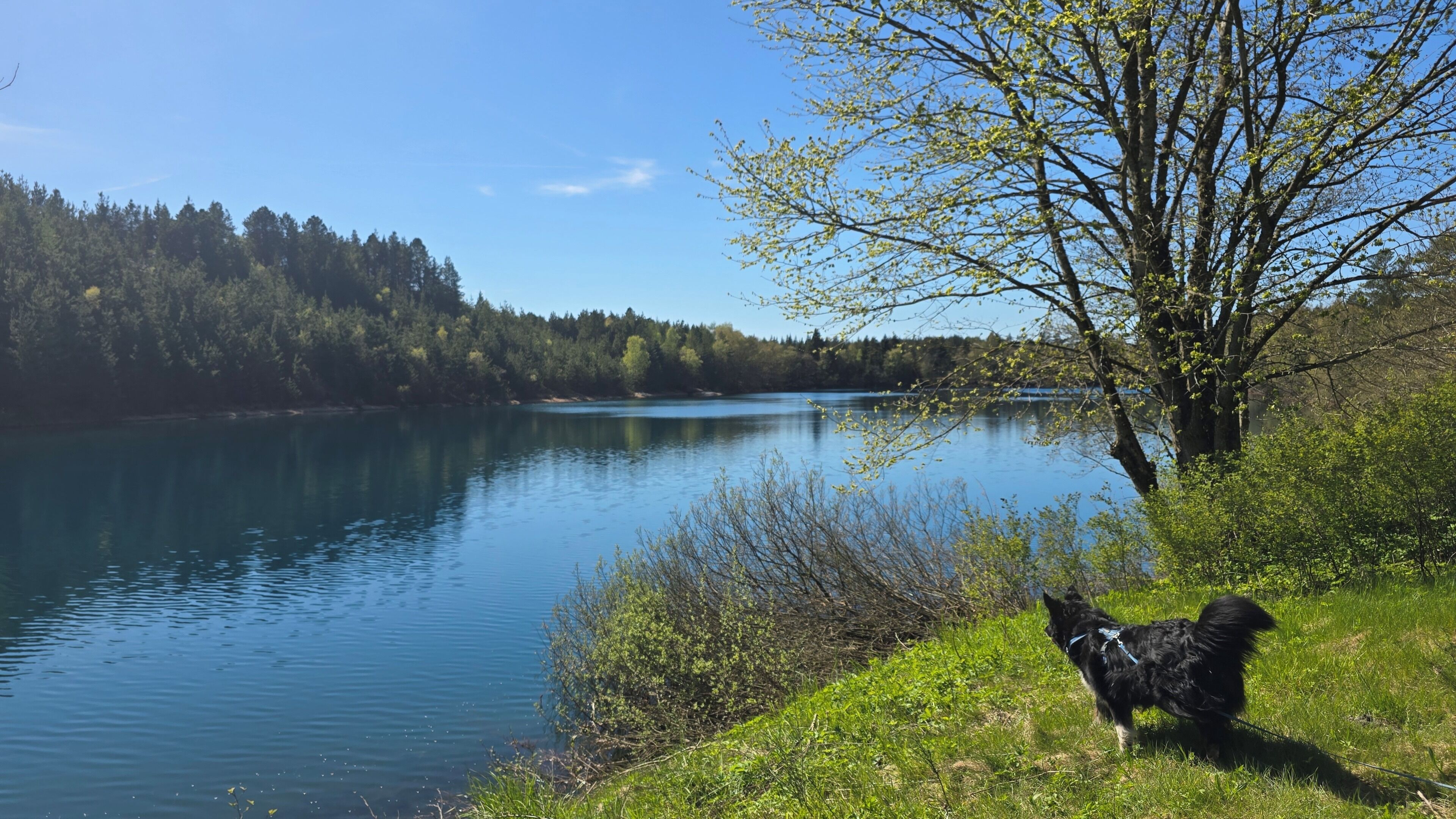 A lake with a dog on the shore, surrounded by trees and greenery.