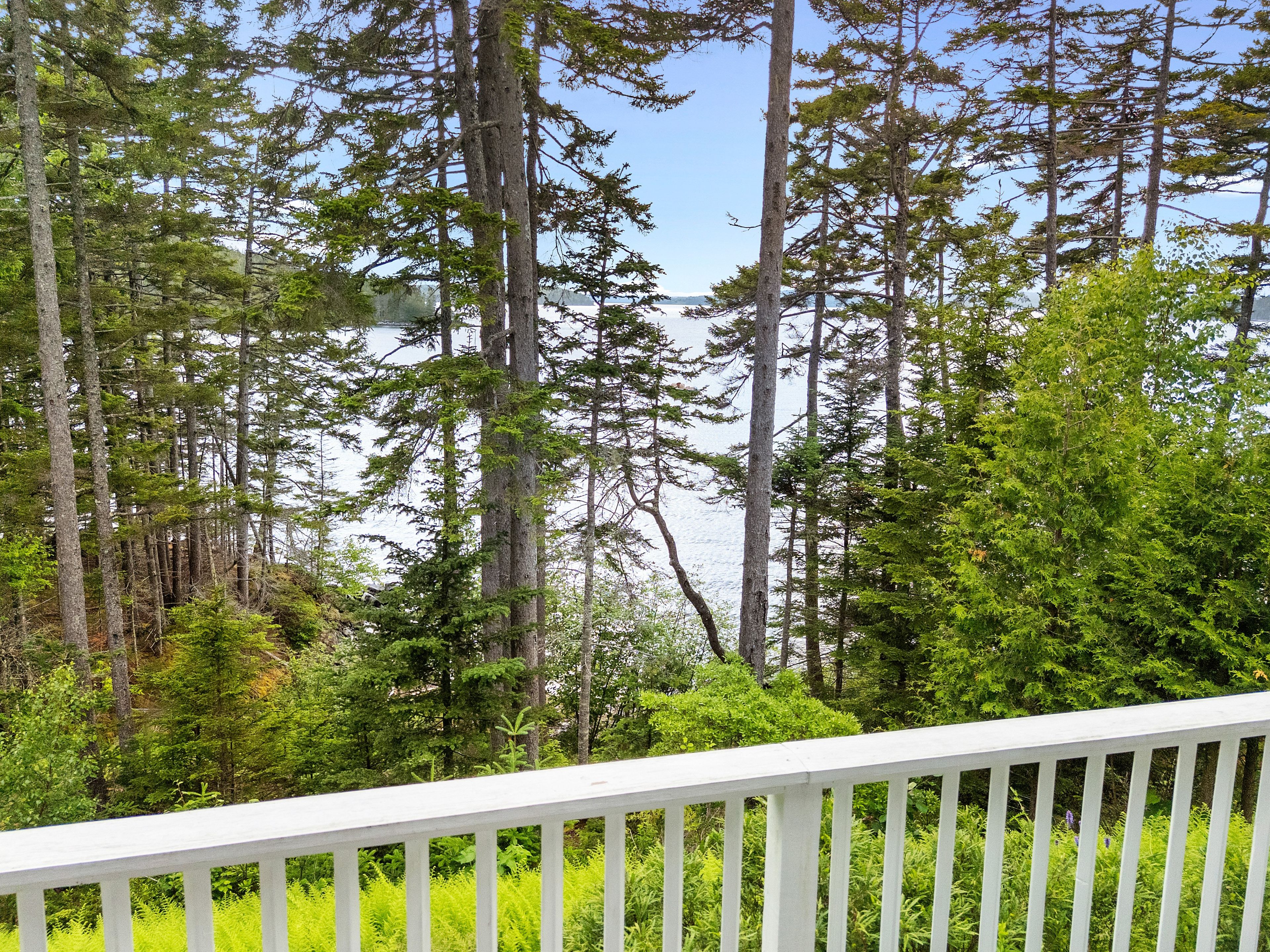 A forested area with tall trees and a body of water in the background.