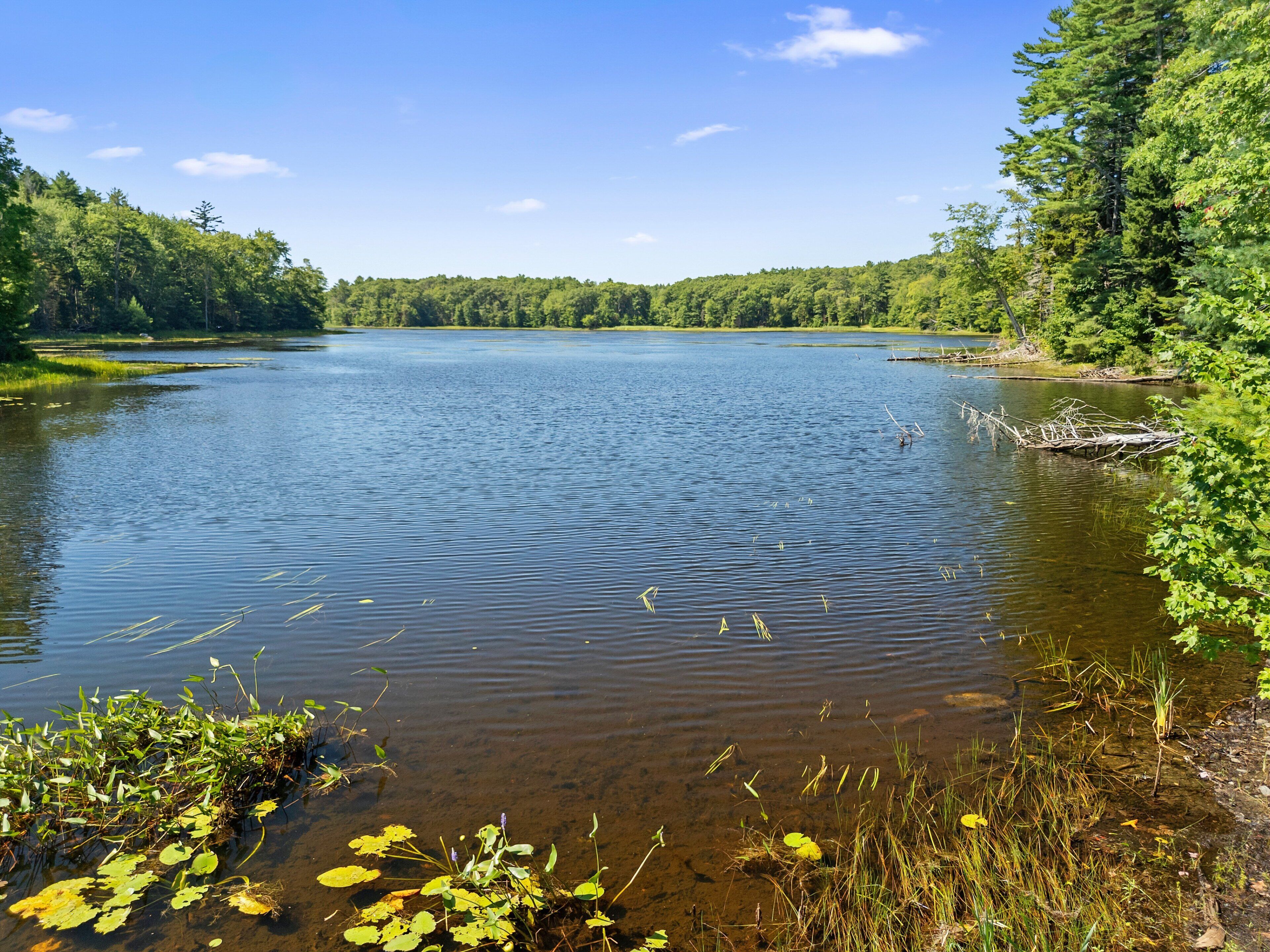 A calm lake surrounded by dense forest.