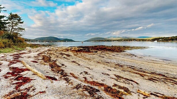 En strand med tang på sanden og bjerge i baggrunden.