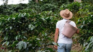 A person walking through a coffee plantation. - Nebula · Mountain Ecolodge near Minca (Vista Nieves, Santa Marta)