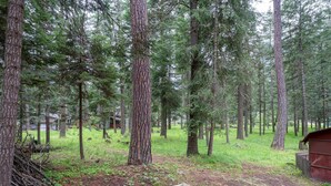 Zona boscosa amb arbres alts, una banca de fusta i una construcció petita.