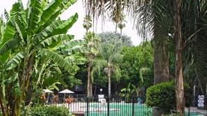 A lush garden with a swimming pool, surrounded by tall palm trees and banana plants. - Clarion Hotel Bakersfield North (Bakersfield)