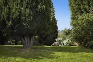 A large coniferous tree in a grassy area with a white gazebo.
