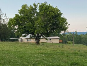 A house with a large tree in front, surrounded by a grassy field. - Secluded, quiet, private home nestled between the N GA Mtns in Rocky Face, GA (Rocky Face)