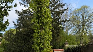 Ein Gartenpfad mit trittfesten Steinen, umgeben von Grünpflanzen und einer Hecke.