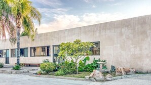 A modern building with a concrete facade, a paved courtyard, and a palm tree.