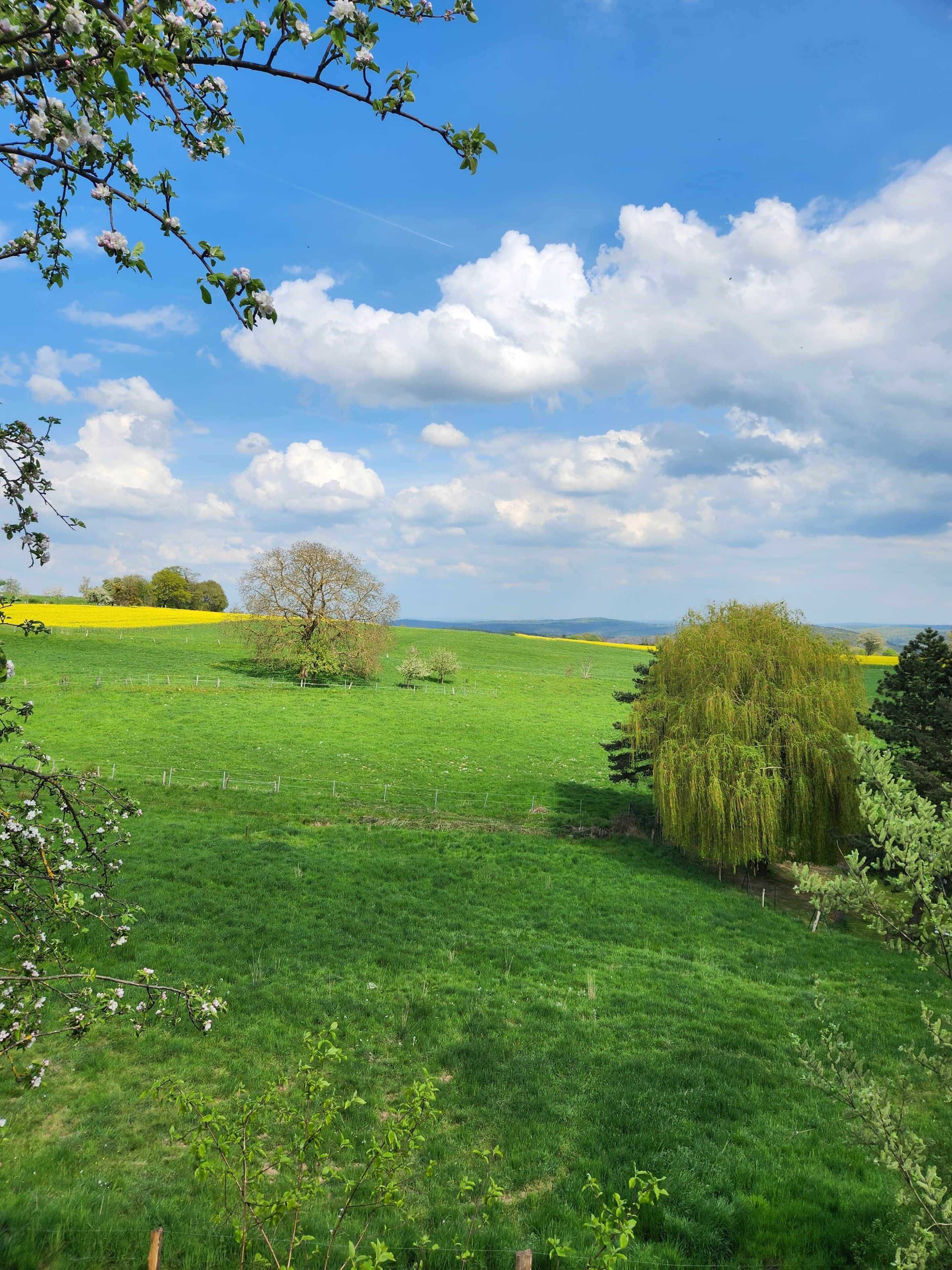 A green field with a tree and a weeping willow.