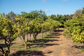 A vineyard with rows of trees and a dirt path. - Vila Valverde Design and Country Hotel (Lagos)