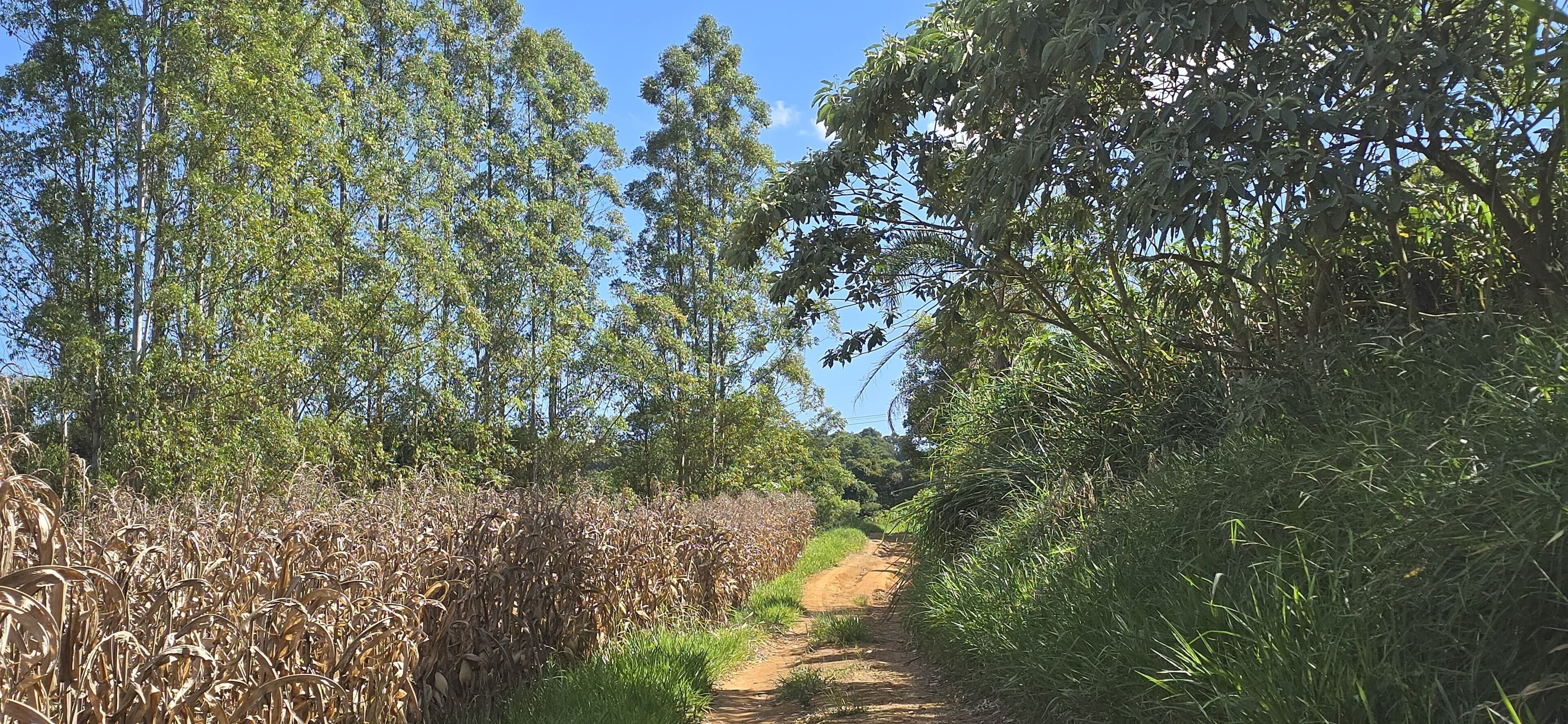 A dirt path flanked by tall trees and dry vegetation.