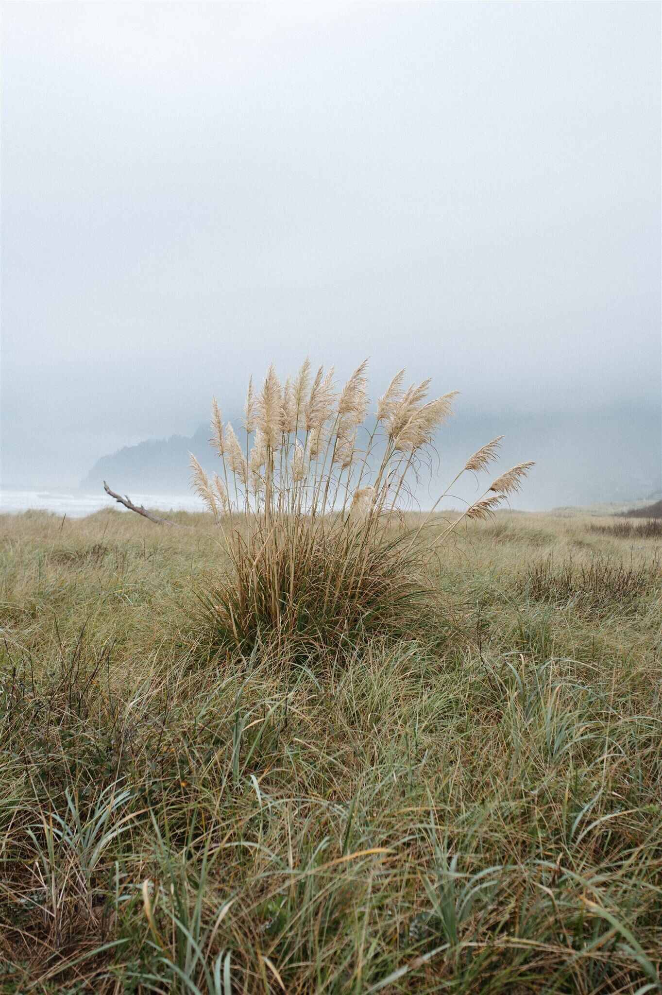 A grassy field with tall grasses and a fallen tree.
