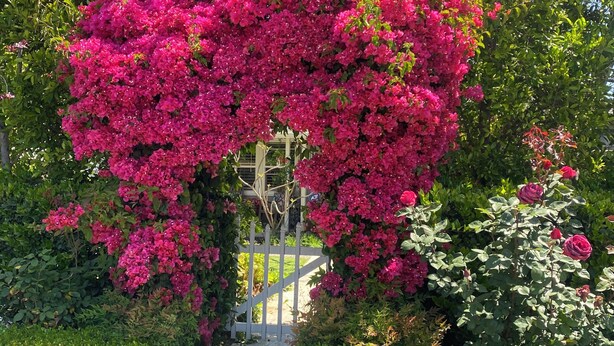 A garden pathway with a white picket fence, surrounded by lush greenery and vibrant pink flowers. - Quaint 1-bedroom bed & breakfast with AC in Los Angeles (Los Angeles)