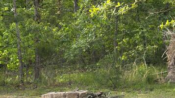 A natural outdoor setting with dense green foliage, a stone structure, and a grassy area.