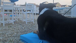Un perro descansando sobre un cojín azul en un espacio exterior con sillas blancas y una sombrilla azul.
